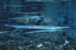 Needlefish underwater