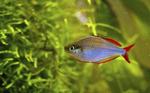 Neon rainbowfish