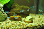 Neon tetra fishes in aquarium