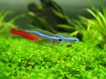 Neon tetra in the grass