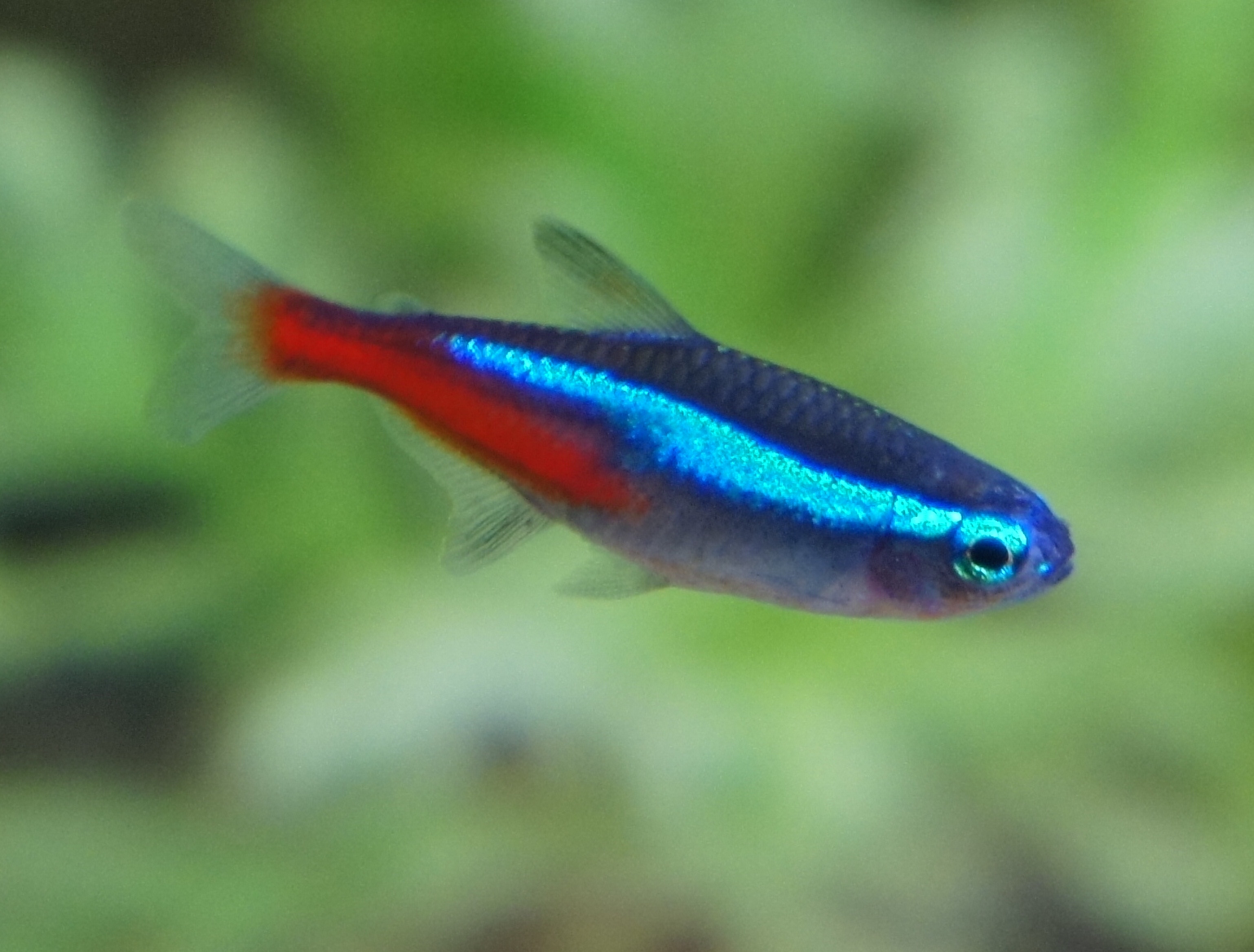 Neon tetra wallpaper