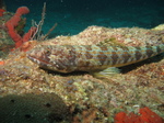 New Zealand sand diver on the bottom