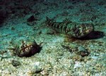 New Zealand sand diver