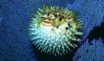 Nice blowfish