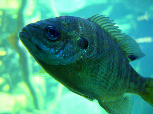 bluegill wallpaper