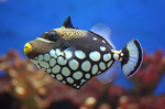 Nice clown triggerfish