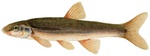 Nice longnose dace