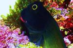 Nice Redlip blenny 