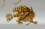 Nice Sargassum fish