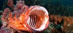 Nice Scorpionfish