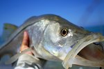 Nice Snook