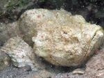 Nice Stonefish