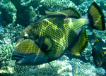 Nice Titan triggerfish