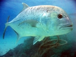 Nice Trevally