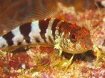 Nice Triplefin blenny