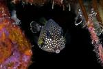 Nice Trunkfish 