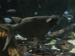 Nice Upside-down catfish