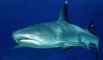 Nice Whitetip reef shark 