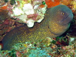 Nice Yellow-edged moray