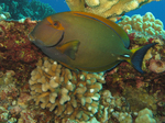 Nice Yellowfin surgeonfish