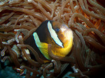 Nice Yellowtail clownfish 