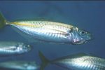 Nice Yellowtail horse mackerel