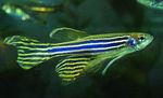 Nice Zebra danio