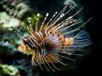 Nice Zebra lionfish