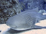 Nice Zebra shark