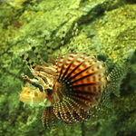 Nice Zebra turkeyfish