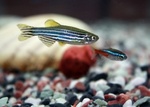 Nice Zebrafish