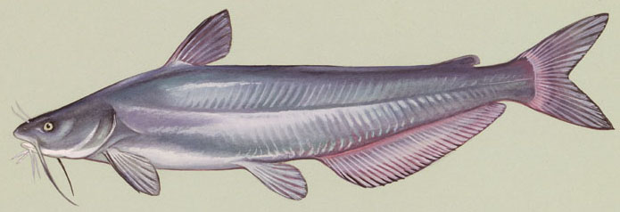 North American freshwater catfish wallpaper