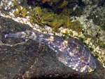 Northern clingfish in the rocks