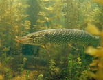 Northern pike in the grass