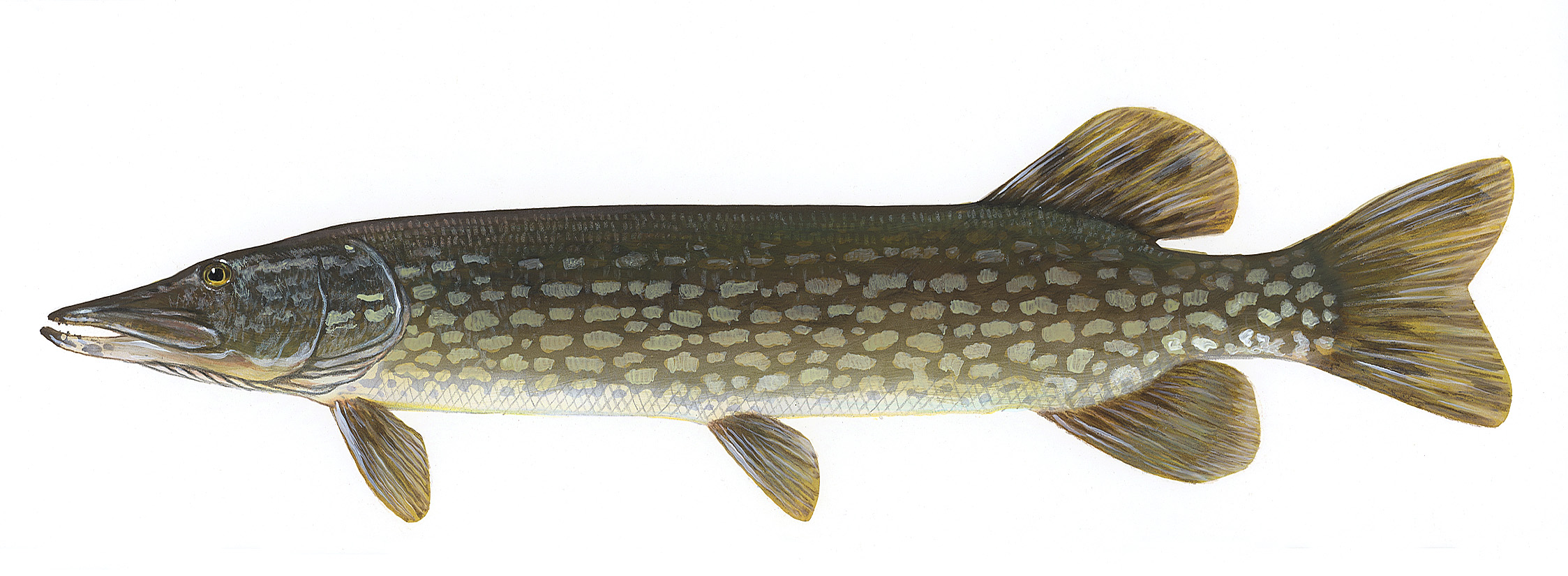 Free Printable Template Of A Large Northern Pike