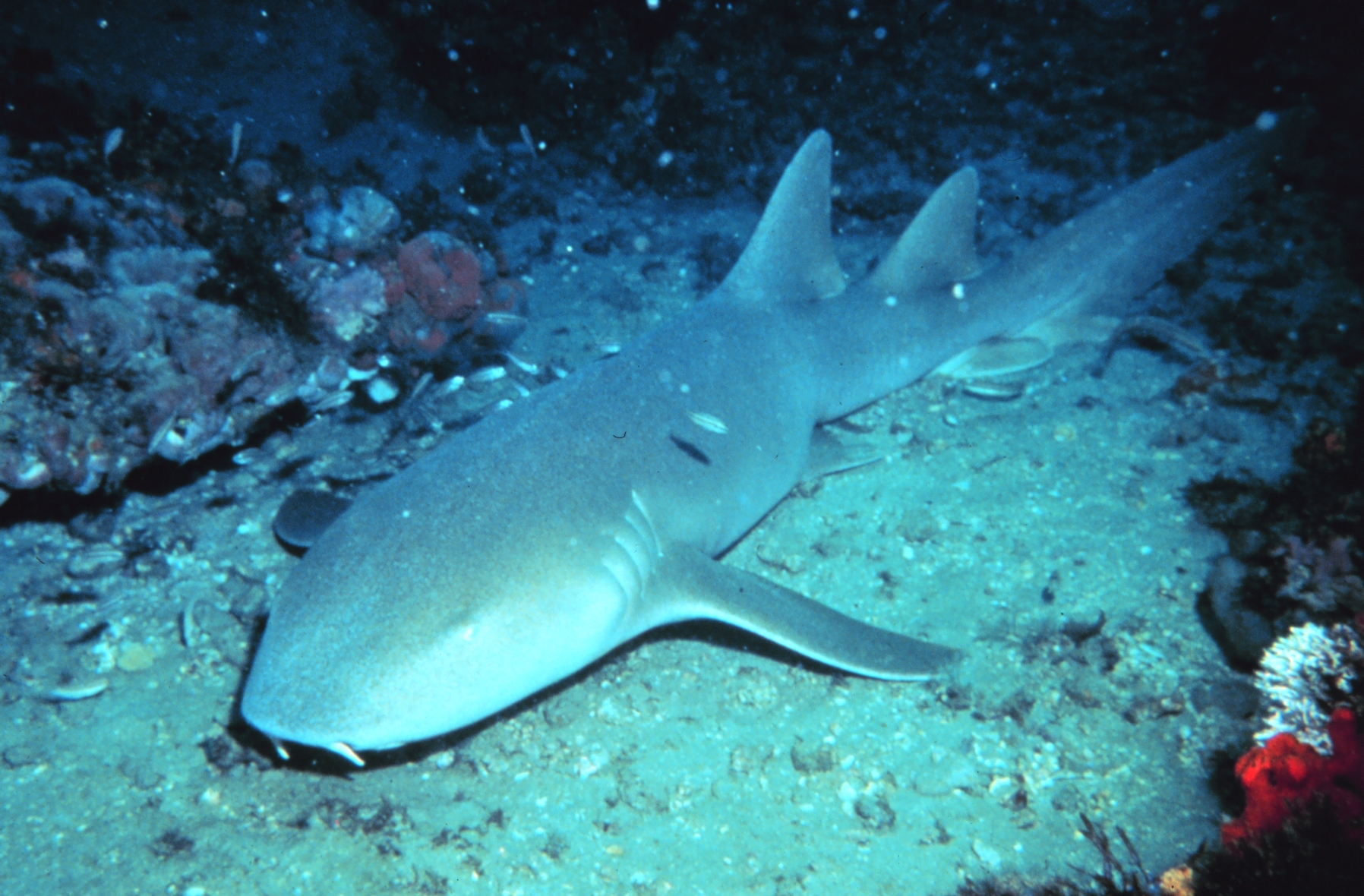 Nurse shark wallpaper