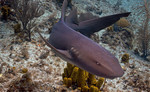 Nurse shark