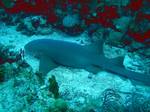 Nurse shark sleep