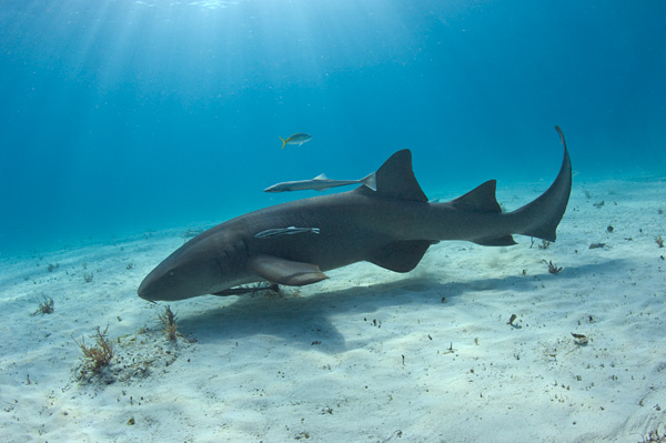 Nurse shark underwater wallpaper