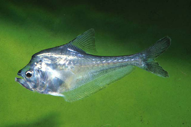 Nurseryfish swims wallpaper