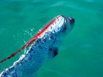 Oarfish on the surface