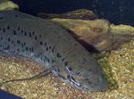 Ocean lungfish