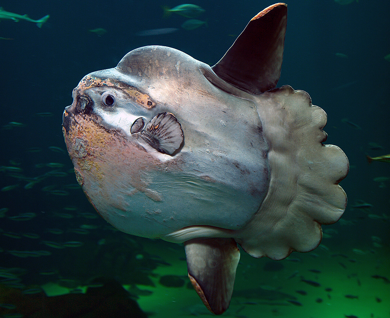 Ocean sunfish wallpaper