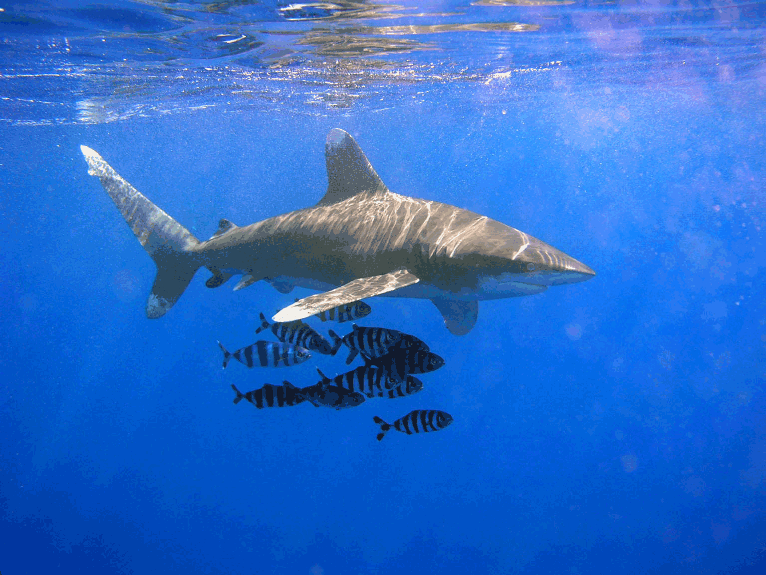 Oceanic whitetip shark wallpaper