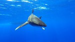 Oceanic whitetip shark underwater