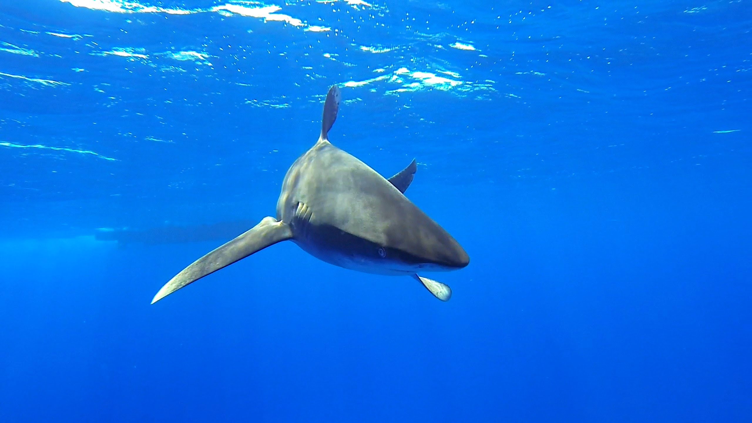 Oceanic whitetip shark underwater wallpaper