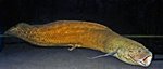Old African lungfish