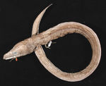 Old Arrowtooth eel 