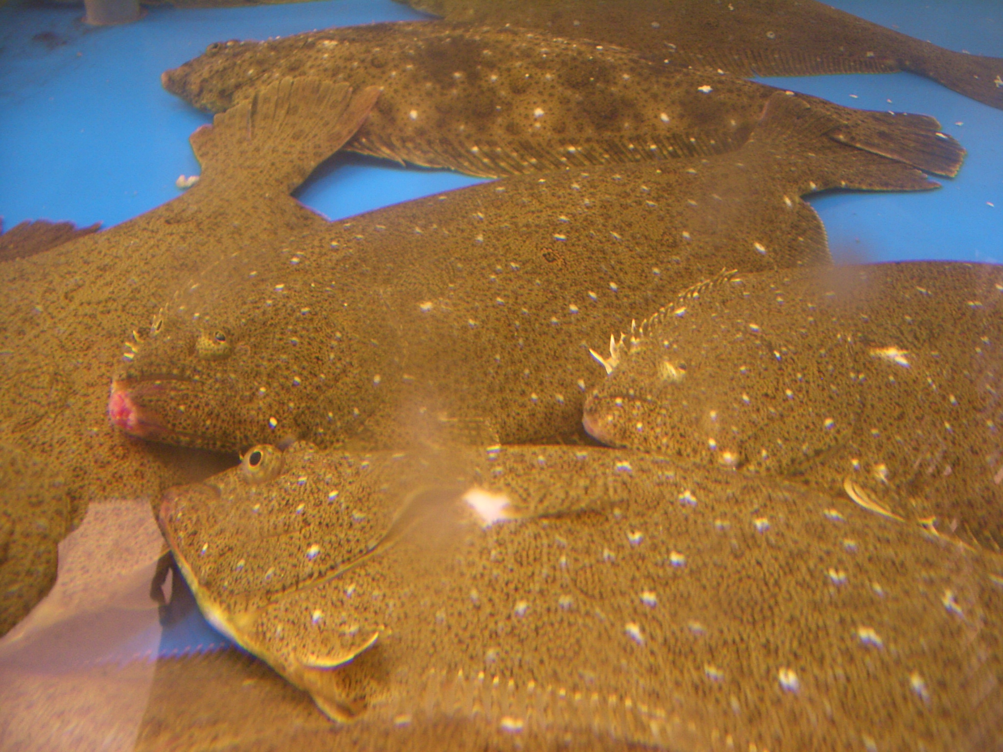 Olive flounder wallpaper