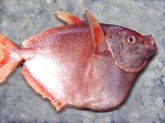 Opah moonfish